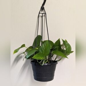 A Golden Pothos plant in a Six inch hanging basket.